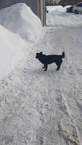 Here's a detailed description of the video:

The video shows a medium-sized, black dog walking on a snow-covered path.  The dog is moving from left to right across the frame. The area is a driveway or pathway covered in snow, with tire tracks visible. On the left side, there is a tall snowdrift next to a brown building, possibly a garage or shed.  In the background, there are two cars parked in a snow-covered area, further down the driveway. Trees are visible in the distance. The video is taken in daylight, casting shadows on the snow. The dog appears to be sniffing at the ground periodically.