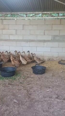 A flock of brown ducks is gathered inside a simple shelter with a corrugated metal roof and cinder block walls. They are standing on a dirt floor, and there are several black plastic tubs filled with green feed. A wooden fence separates a section of the shelter where more ducks are located. One white and brown duck stands out from the rest. The scene appears to be a duck enclosure or farm.