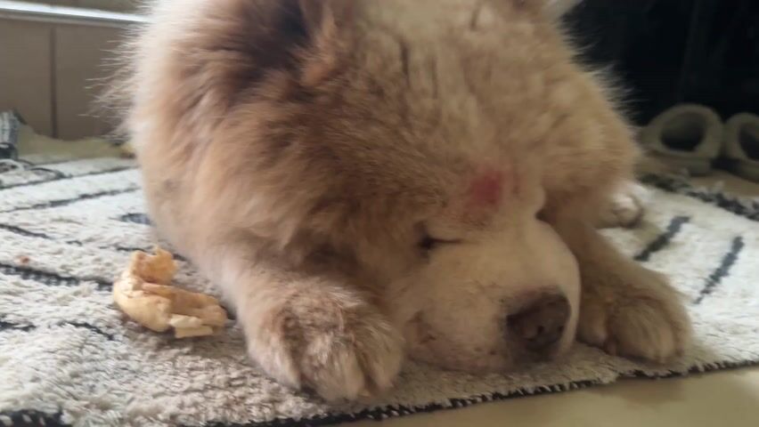 A light-brown Chow Chow dog lies sleeping on a gray and white patterned rug with a small piece of food next to it. The dog has a small red mark between its eyes. Its face is white.