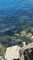 Whirlpool funnel swirling in clear blue coastal water, Tacoma