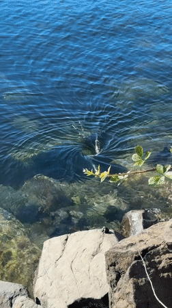 Whirlpool funnel swirling in clear blue coastal water, Tacoma
