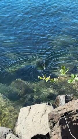 This is a close-up, high-angle video of a whirlpool forming in clear blue water near the shore. The whirlpool is creating a funnel shape with water swirling downward. Sunlight glints off the water's surface. In the foreground, large, rough rocks are visible at the water's edge, along with a leafy green branch extending into the frame. The water is shallow enough near the edge to see rocks and a sandy bottom. The whirlpool appears to be the central focus of the scene.