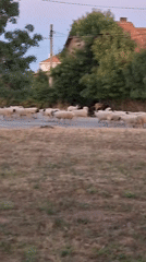 Sheep on the street and a laid-back evening out