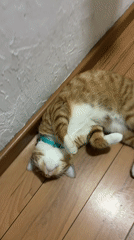 Ginger tabby cat photographed resting indoors in Mexico City
