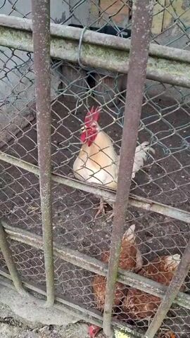 A close-up video shows a chicken coop with a rooster and several hens inside. The coop is made of metal bars and wire mesh. The rooster is mostly white with a red comb. The hens are brown. The ground inside the coop is dirt. The rooster stands and crows in the coop.