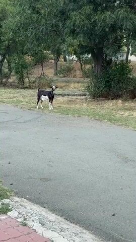 A young girl in a white t-shirt and patterned shorts with pink slides walks on a paved path toward a black and white goat standing in a grassy area. The goat is facing the girl and appears to be looking up at something. Behind the goat and girl are numerous trees and bushes, with a few other trees visible in the background. The scene appears to be outdoors in a park or grassy area.