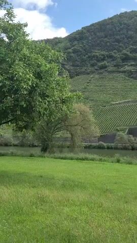 A video shows a wide-angle landscape shot of a river, green grass, and a large hill with vineyards. The hill is covered in dense trees and extends into the sky. The vineyards are planted in neat rows and are visible on the side of the hill. A river flows in the foreground, and there are some bushes and trees on its banks. The grass is lush and green, and there are some wildflowers scattered throughout. The sky is bright and clear, and there are a few clouds in the distance. The video is taken from a low angle, giving the viewer a sense of being in the scene. The camera pans from left to right, showing more of the hill and the river.