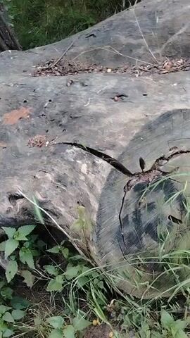 The video shows a close-up of a large, fallen tree trunk in a wooded area, surrounded by green foliage and some scattered dried leaves on the ground. The camera moves slowly, following the length of the tree trunk which is light grey with darker patches, and some splits visible on its surface. The bark appears rough and weathered, suggesting the tree has been down for some time.