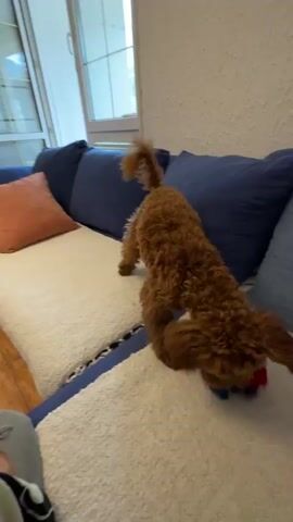 A short indoor video shows a brown poodle playing on a couch. The couch has blue cushions and a white seat. A person's hand is seen holding a colorful cloth toy which the dog nips at and pulls. The poodle's tail wags, and it hops on the couch during playtime. A window provides natural light, illuminating the scene.