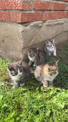The video shows four kittens sitting on grass in front of a brick wall and a concrete foundation. One kitten is gray and white, another is tabby, and two are calico-colored. The kittens appear to be young. The video is shot in daylight, and the environment is outdoors.
