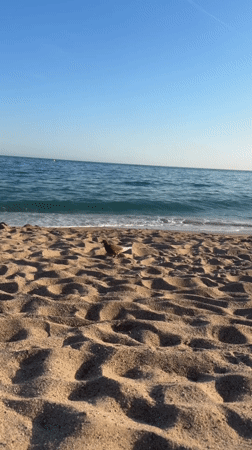 Pigeon pecking along the sunny Cannes shoreline
