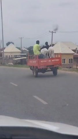 The video shows a view from inside a moving car. The car travels down an asphalt road in what appears to be a rural or suburban area. The sky is overcast. In the first few seconds, a red flatbed truck with the words "Royal Motors" on the back is visible ahead, carrying several people and two white goats in its bed. The car passes the truck, and the remainder of the video shows the road and surrounding area. There are scattered buildings, some people on the roadside, and a fair amount of trash and debris.