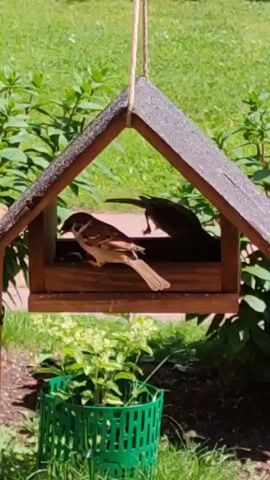 A bird feeder hangs from a rope in front of green foliage. Inside the feeder, two brown birds are eating. One bird is on the left, facing away from the camera. The other bird is on the right, facing the inside of the feeder. A green plastic plant protector is visible at the bottom of the frame.