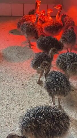 This video captures a group of young ostriches, appearing to be chicks, inside an enclosure. The environment is dimly lit, with a prominent red heat lamp overhead illuminating some of the birds and casting shadows. The floor of the enclosure is covered in a granular material, possibly sand or sawdust. Several chicks are clustered together, some standing and others pecking at the ground. In the foreground, one chick is actively eating from a white and green feeder. Another chick is positioned behind the feeder, also looking towards it. The chicks have mottled brown and black downy feathers and long, slender necks and legs. Some of the chicks have small bands on their legs. The ostriches are the sole focus of the video.