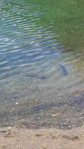 The video shows a clear, shallow body of water, likely a lake or pond, with a sandy or rocky bottom visible through the translucent water. The water's surface reflects green foliage from the surrounding area and has gentle ripples. Two fish are visible swimming slowly in the shallow water near the shore. One fish, slightly larger and darker, moves from the left side of the frame towards the center. The second fish, smaller and also dark, is positioned to the right of the first fish, also moving slowly. The sunlight illuminates the water, creating clear visibility of the bottom and the fish. The overall scene suggests a calm, natural environment.
