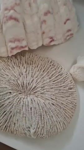 The video shows a close-up, top-down view of several marine-themed objects placed on a white surface. In the foreground, a large, circular piece of white coral is visible. It has a textured, ribbed surface that radiates outwards from the center. Behind the coral, and slightly to the left, is a large, ridged seashell with alternating bands of white and pink. To the right of the coral, a smaller, white, irregularly shaped object, possibly another piece of coral or shell, is partially visible. The lighting is bright, casting subtle shadows on the objects. The overall impression is a still-life arrangement of natural beach finds.