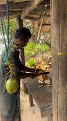 Man cuts coconut with knife in Kathaluwa, Sri Lanka