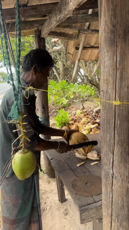 Man cuts coconut with knife in Kathaluwa, Sri Lanka
