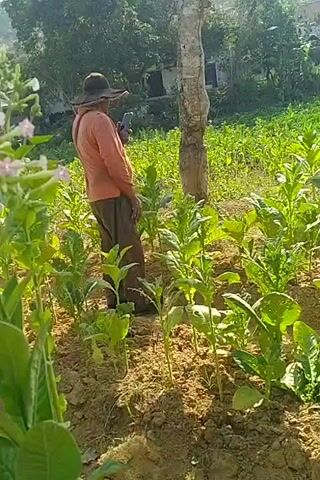 A wide shot captures a group of farmers tending to a field of lush green tobacco plants on a sunny day. The plants, some reaching waist height, are arranged in neat rows on a gently sloping hillside. Several individuals, dressed in casual agricultural attire and hats to shield themselves from the sun, are actively working amongst the crops. Their movements suggest they are harvesting or tending to the plants. In the background, a dense forest covers the upper portion of the hill, with hints of buildings visible through the foliage, suggesting a rural setting. The soil appears dry and light brown, indicative of a sunny climate. The overall scene depicts a communal effort in agricultural labor.