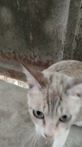 The video, filmed in Pehserut, Indonesia, captures close-up shots of a light-colored cat. The cat appears to be of a domestic breed and is wearing a collar with a small bell. The camera angle is high and angled downwards, focusing on the cat's head and upper body. The background consists of concrete and dirt, suggesting an outdoor or semi-outdoor environment. The lighting is somewhat dim, hinting at either early morning, late afternoon, or an overcast day. The cat's movements are fluid, but the video is somewhat blurry, indicating motion. No text is visible in the media file.