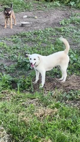 Two dogs and a cat are in a grassy outdoor area. One dog, a tan and black mix, stands in the background on a dirt path. A white dog in the foreground is playing with a brown and white tabby cat. The white dog nudges the cat with its nose.