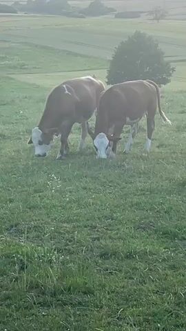 Two cows are in a grassy field. The cow on the left is brown and white and is facing left, with its head down grazing. The cow on the right is also brown and white and is facing right, with its head down grazing. The field is green and there are trees and rolling hills in the background. The lighting suggests it is either early morning or late evening.