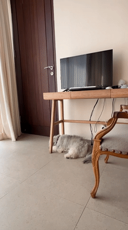 Dogs eating, napping, and playing at a Bali home
