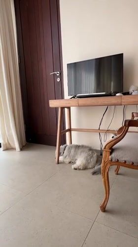 Dogs eating, napping, and playing at a Bali home