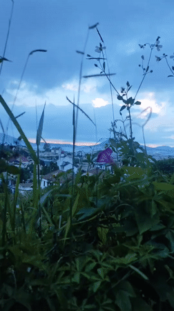 Strolling Đà Lạt's leafy Xuân Trường neighborhood on a cloudy morning
