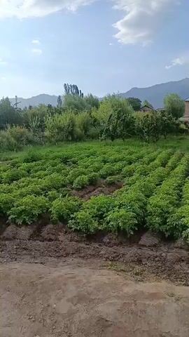 This is a video of a potato field. The potato plants are green and healthy, growing in rows. The field is surrounded by trees and mountains. The sky is blue with some white clouds. The video is taken from a slightly elevated perspective, looking down on the field. The lighting suggests it is daytime. There are no people or animals visible in the video. The overall scene depicts a rural agricultural landscape.