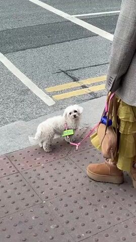 The video shows a small, white dog on a pink leash standing on a sidewalk. The dog has a green tag that reads "DO NOT PET". A person in a plaid blazer and yellow dress is holding the leash. The person is wearing brown Ugg boots and has multiple bags hanging from their shoulder. Another person wearing a blue shirt walks past. The sidewalk is made of red and grey bricks and is next to a street with yellow lines.