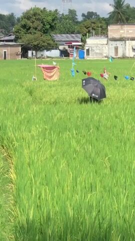 A drone shot moves over a vibrant green rice paddy. In the middle of the field, a scarecrow stands, dressed in dark clothing and holding a black umbrella open to shield itself. The scarecrow is adorned with a brown and orange checkered scarf draped over its shoulders. Various colorful flags are scattered throughout the field, adding pops of color against the lush green. In the background, a cluster of houses with red roofs and white walls are visible, nestled among leafy trees. The sky is a soft blue with scattered white clouds.