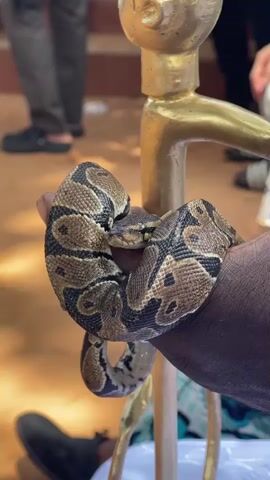 A ball python is coiled around a person's forearm. The snake has brown and black markings. The person's arm is dark-skinned. In the background, people are visible standing on a sandy or dirt surface. A gold-colored object, possibly a staff or decorative item, is positioned behind the snake.