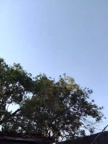 This is a video recording of a clear blue sky with a few trees silhouetted against it. The camera appears to be held at a low angle, looking up towards the sky. The trees are lush and green, with some of their branches extending into the frame. In the foreground, there is a glimpse of what appears to be a roof or some sort of structure. The sun is not visible, but its light suggests it is daytime. There are no people or animals visible in the video. The video is short, approximately 5 seconds in length, and the camera movement is subtle, with a slight tilt upwards.
