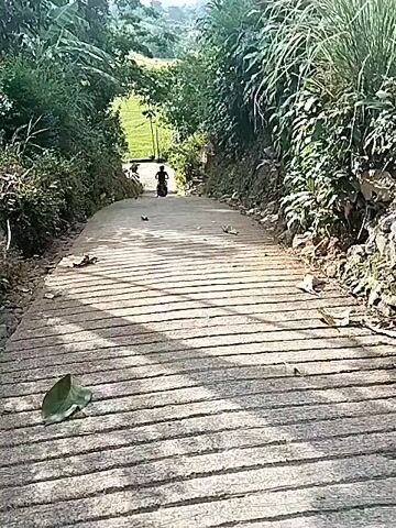 This media file captures a scene of a person riding a motorcycle down a sloped, paved path in Menjing, Indonesia. The path is bordered by lush greenery, with trees and foliage on either side, suggesting a natural or semi-rural setting. The sky is bright, indicating it is daytime, and the lighting suggests sunny weather. The path itself appears to be made of concrete planks laid side-by-side, creating a textured surface.

In the distance, at the top of the incline, a person is visible on a motorcycle. The motorcycle is small, possibly a dirt bike or scooter, and the rider appears to be a young person, perhaps a teenager or child, given their size relative to the bike. They are heading downhill, away from the camera. The overall impression is one of leisure or recreational riding in a scenic, natural environment. There is no visible text within the media file.