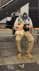 Man with Pomeranian dog spotted at NYC subway station
