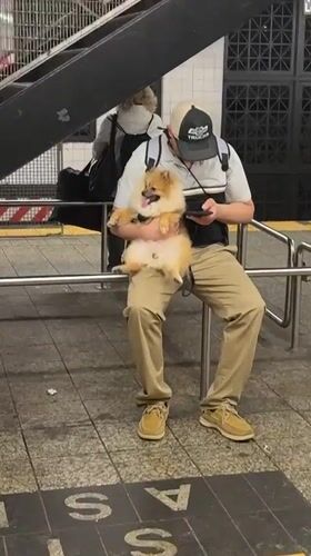 Man with Pomeranian dog spotted at NYC subway station
