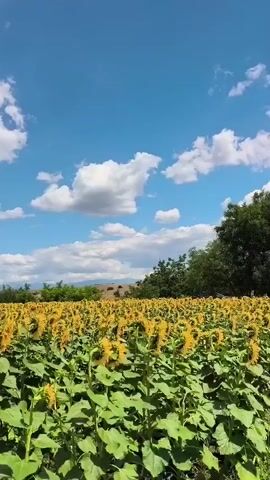 The video shows a vast field of sunflowers under a bright blue sky with fluffy white clouds. The sunflowers are tall with large green leaves and yellow petals. Some of the sunflowers are facing the camera, while others are facing away. The camera pans across the field, showing the sheer abundance of the flowers. In the background, there are trees and rolling hills. The overall scene is one of natural beauty and abundance, evoking a sense of peace and tranquility.