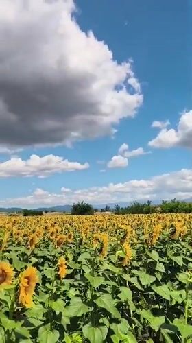Sunflower and lavender fields in full bloom, Duvanlii