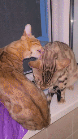 Two Bengal cats share a grooming moment on a windowsill