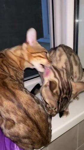 Two Bengal cats share a grooming moment on a windowsill