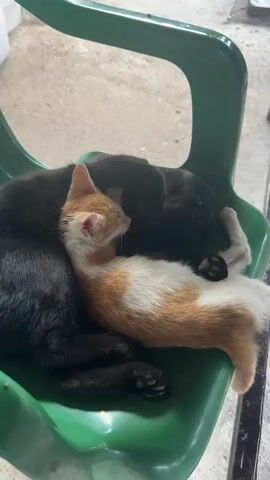 The video shows two cats sleeping on a green plastic chair. One cat is black and the other is orange and white. The orange and white cat is lying on top of the black cat. The cats are close together, and the black cat's paw is resting on the orange and white cat. The background is blurry, but it appears to be outdoors. The lighting is bright, suggesting it is daytime.