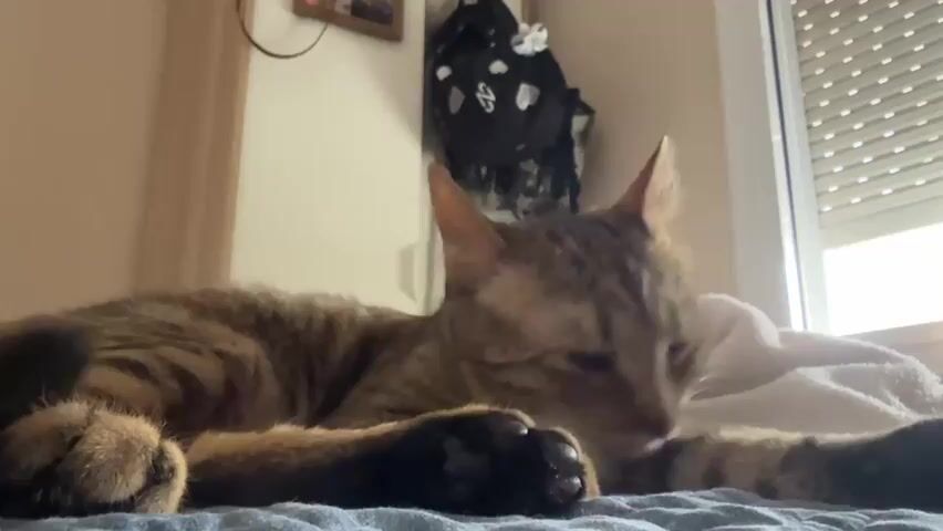 A tabby cat lies on its side on a bed, grooming its left front paw with its tongue. The cat is facing away from the camera, with its head turned towards its paw. The bed appears to be made with a blue sheet and a white blanket. In the background, a window with blinds is visible, and a black bag with white markings hangs on the wall. There is also a framed picture on the wall above the bag. The lighting suggests it is daytime.