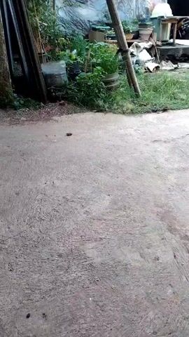 The video shows a concrete ground in the foreground. In the background, there is a wooden pole, plants in pots, some gardening tools, and a wall. The scene appears to be an outdoor area, possibly a backyard or a garden. There are no people or animals visible in the video. The lighting suggests it is daytime.