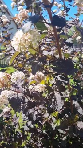 This is a close-up video of a dark-leafed shrub with white flowers. The camera pans slightly, showing clusters of small white flowers and dark purple leaves. The background is blurred, with hints of green foliage and a bright blue sky visible through the branches. The sun is shining, creating highlights on the leaves and flowers. The video appears to be shot outdoors, likely in a garden or park.