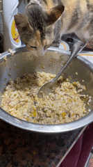 Collared cat feeds from bowl in Davao City
