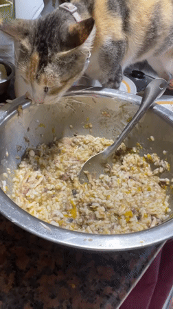 Collared cat feeds from bowl in Davao City