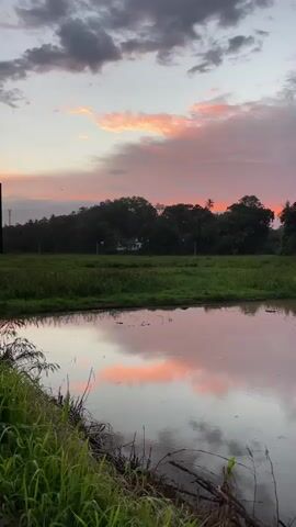The video shows a rural landscape at dusk. The sky is filled with pink, orange, and grey clouds, illuminated by the setting sun. A body of water in the foreground reflects the colors of the sky. Beyond the water is a field of green grass and vegetation. Trees form a dense line in the middle ground, with a small white building visible among them. A palm tree is silhouetted against the bright horizon. The camera remains still throughout the video.  A child's voice can be heard in the background.