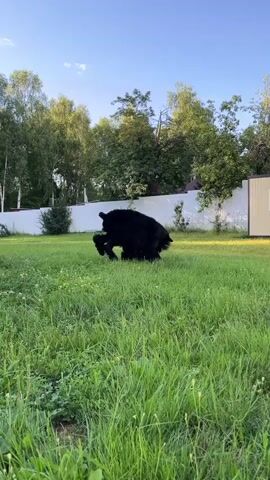 The video captures two large black dogs in a grassy yard. One dog is standing, facing left, while the other is lying down on the grass. The standing dog appears to be interacting with the one lying down. The background features a white fence, lush green trees, and a clear blue sky. A small light-colored building is visible on the right side of the frame. The sun appears to be low in the sky, casting soft light.