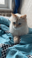 Blue-eyed cat photographed with Marilyn Monroe quote display